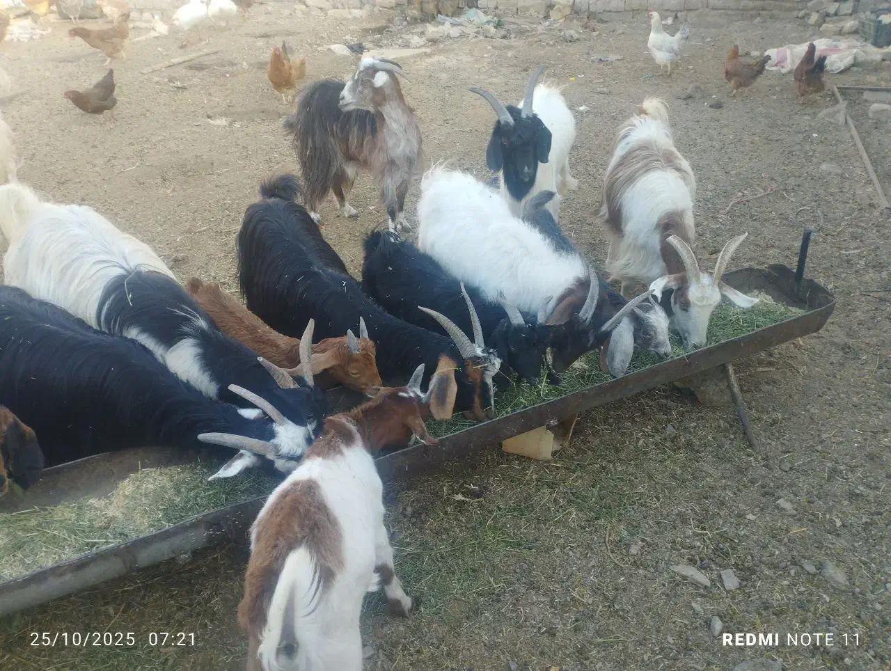 تعداد 17راس بزغاله وزن جفت 45|حیوانات مزرعه|سلفچگان, |دیوار