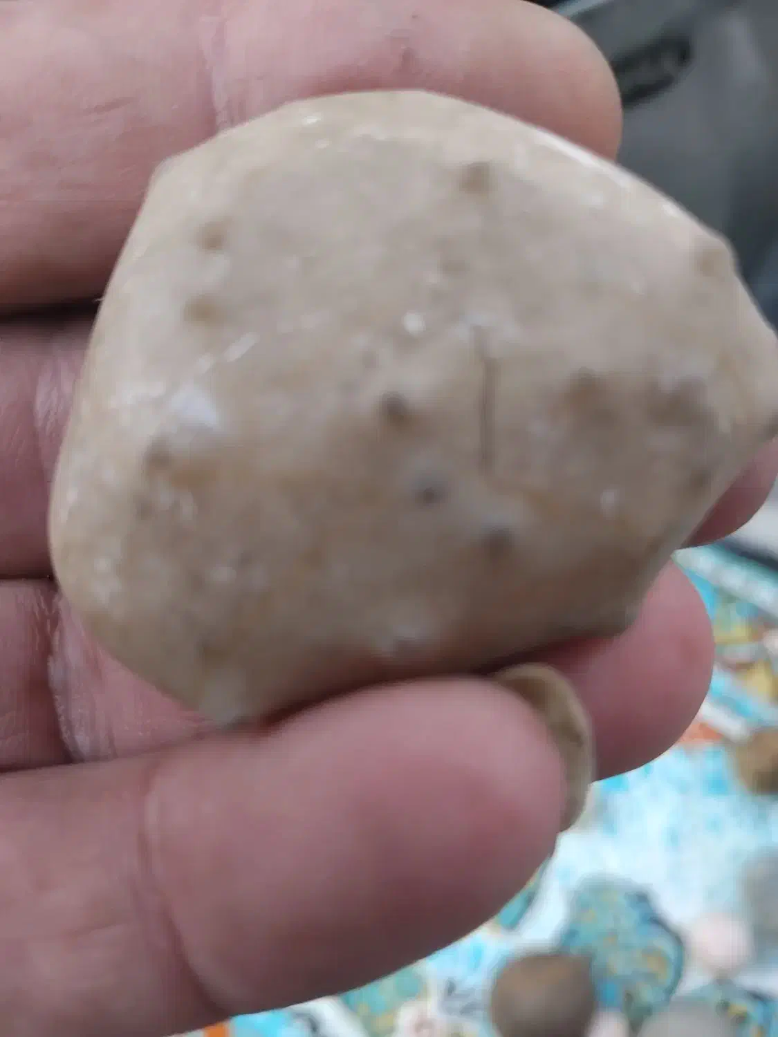 فروش سنگ فسیل|کلکسیون اشیاء عتیقه|گنبد کاووس, |دیوار