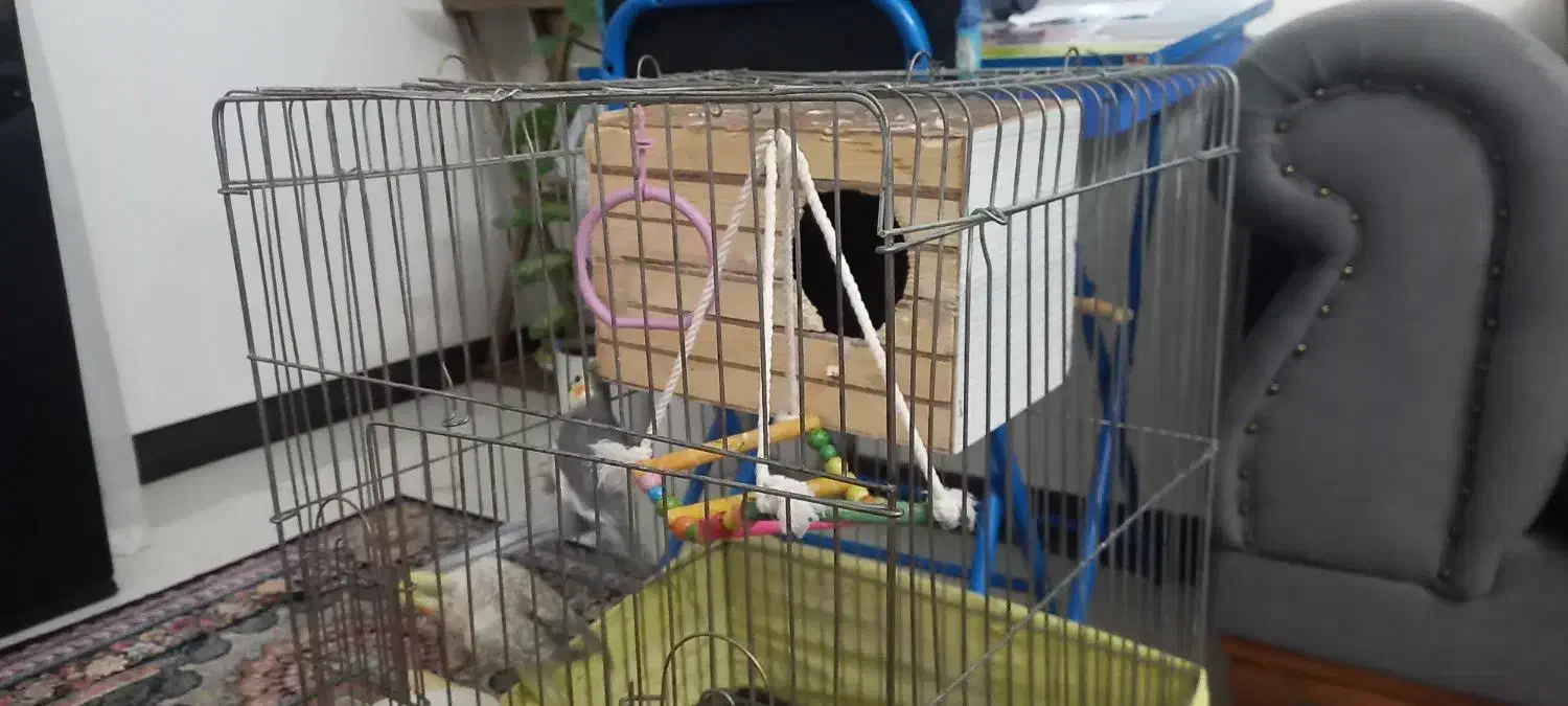 یک جفت عروس هلندی|پرنده|قدس, شهرقدس|دیوار