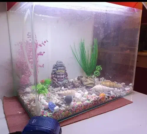 لوازم جانبی حیوانات|ماهی|ایرانشهر, |دیوار