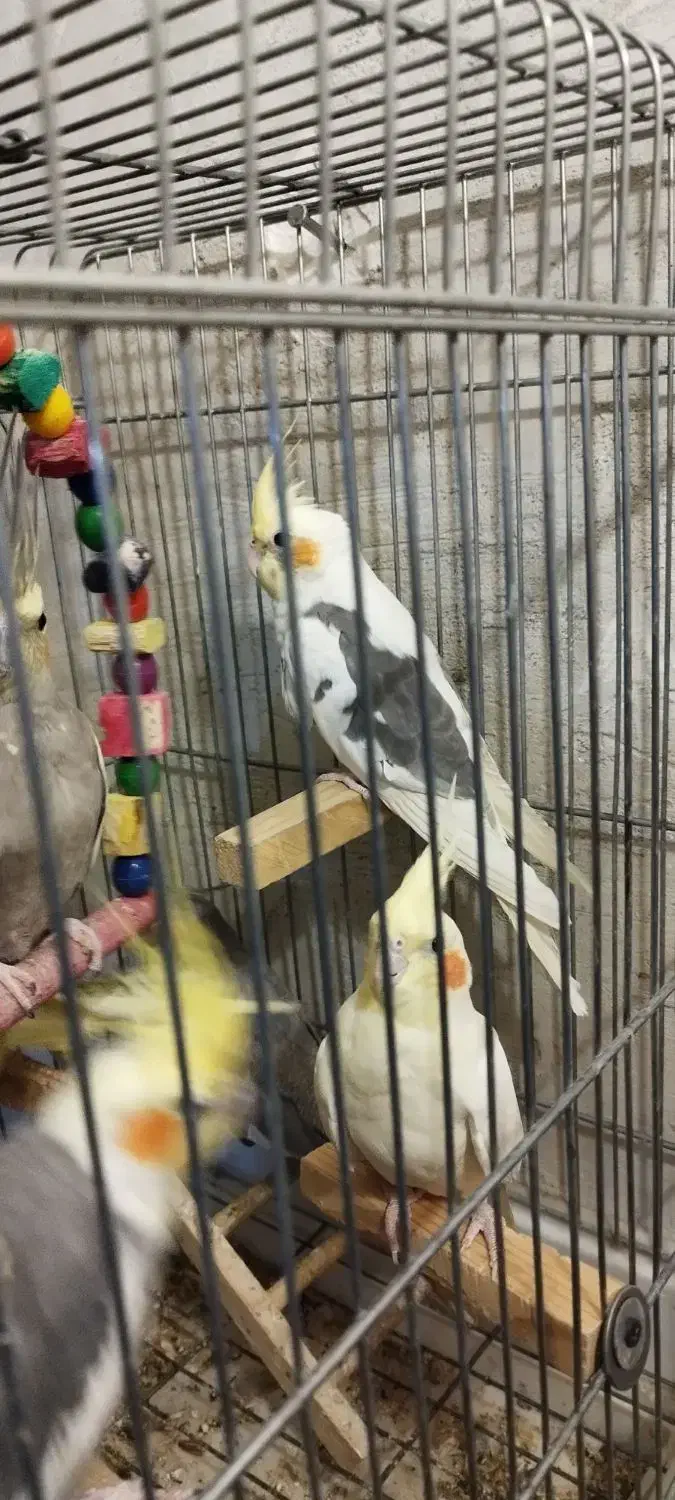 10عدد عروس هلندی رنگهای مختلف منیریه|پرنده|تهران, امیریه|دیوار