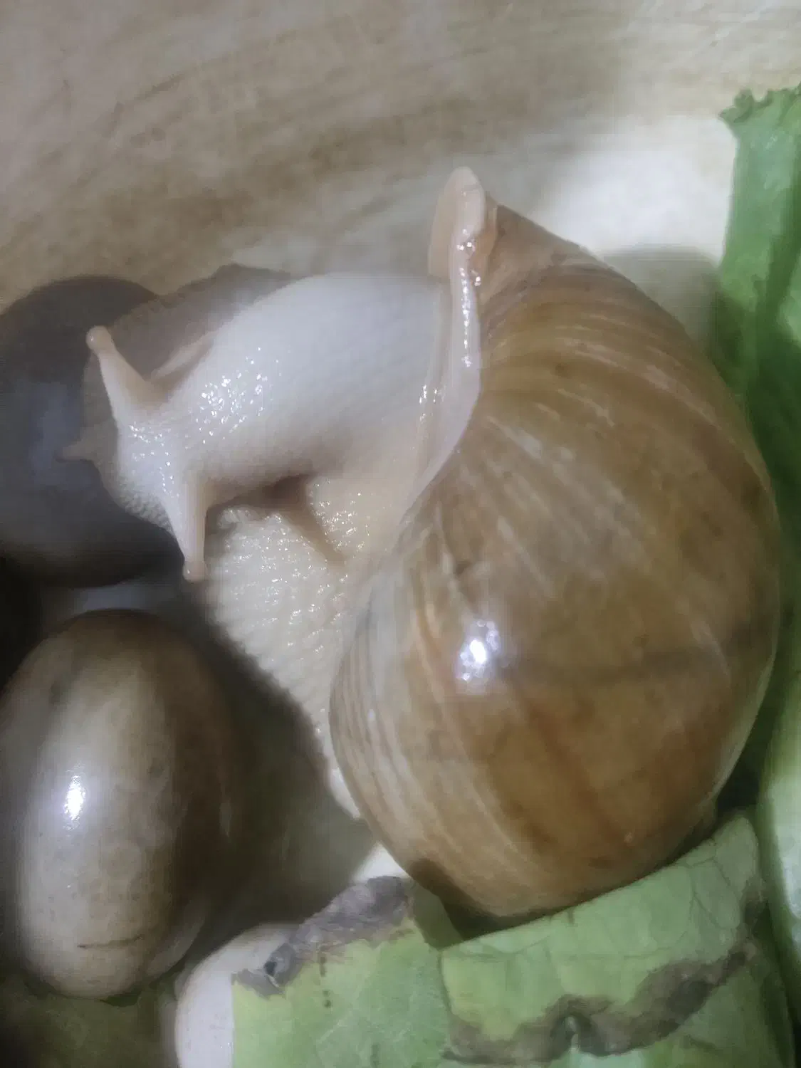 فریزر حلزون درمانی|خزنده|زاهدان, |دیوار