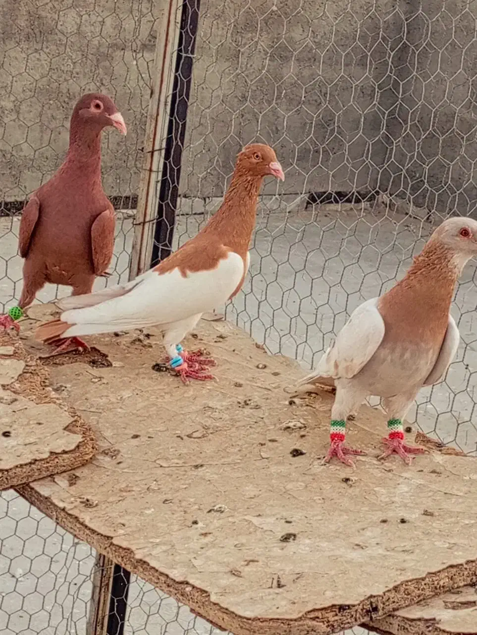 کفترو پلاکی پرشی|پرنده|شیراز, داریون|دیوار