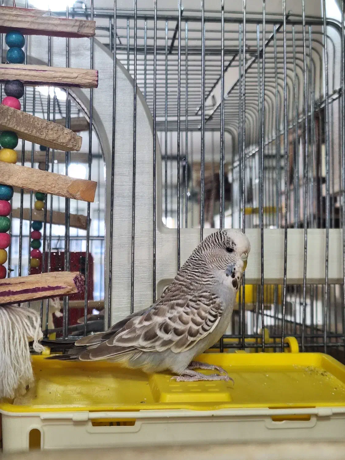 مرغ عشق انگلیسی|پرنده|مشکیندشت, |دیوار