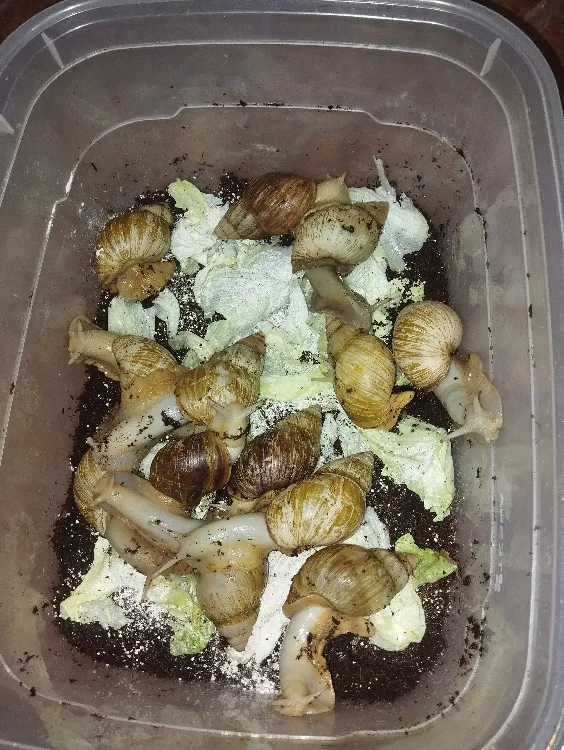 فروش حلزون آچاتینا والد|خزنده|تهران, نیاوران|دیوار