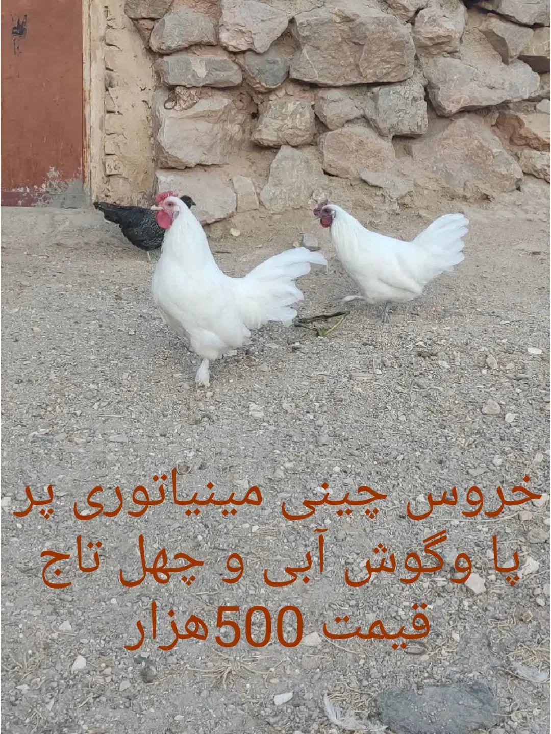 خروس چینی مینیاتوری|حیوانات مزرعه|یزد, |دیوار