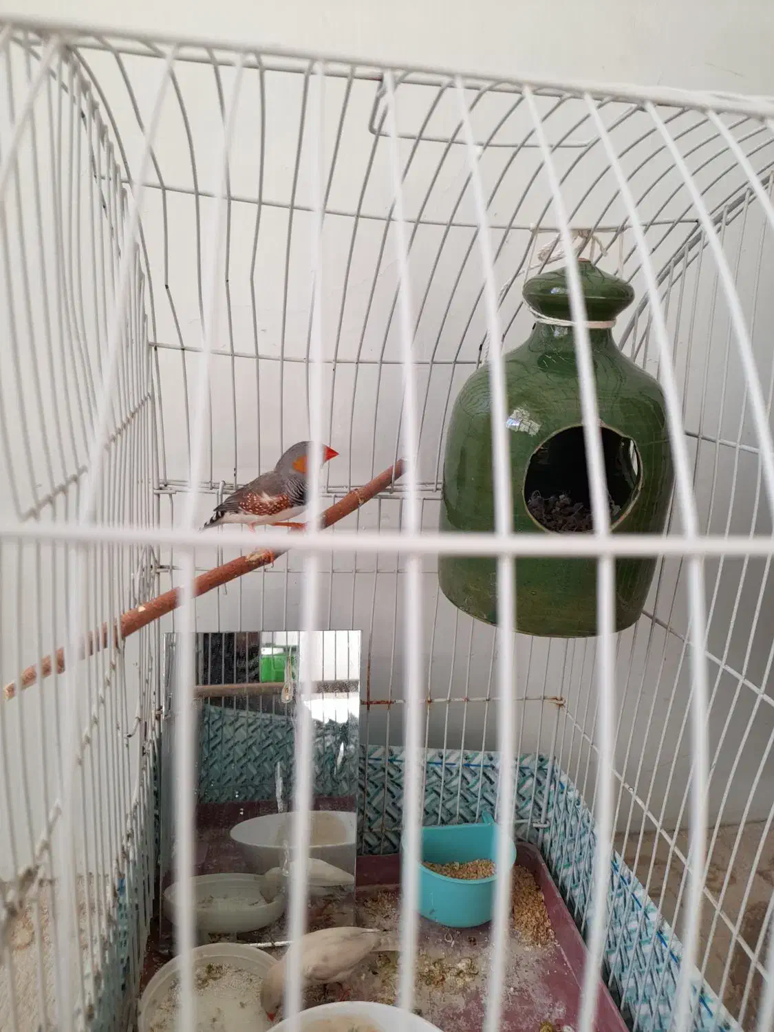 نفج نر وماده|پرنده|زبرخان, |دیوار