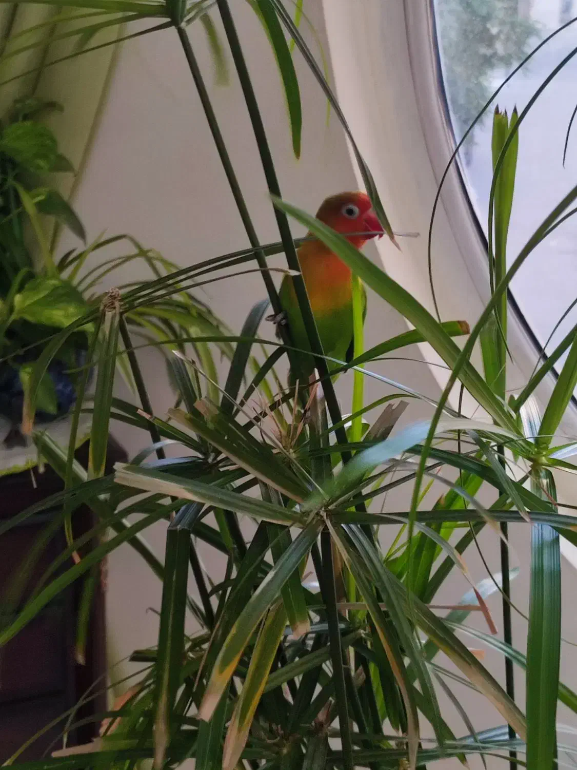 طوطی برزیلی|پرنده|فردیس, شهرک سپاه|دیوار