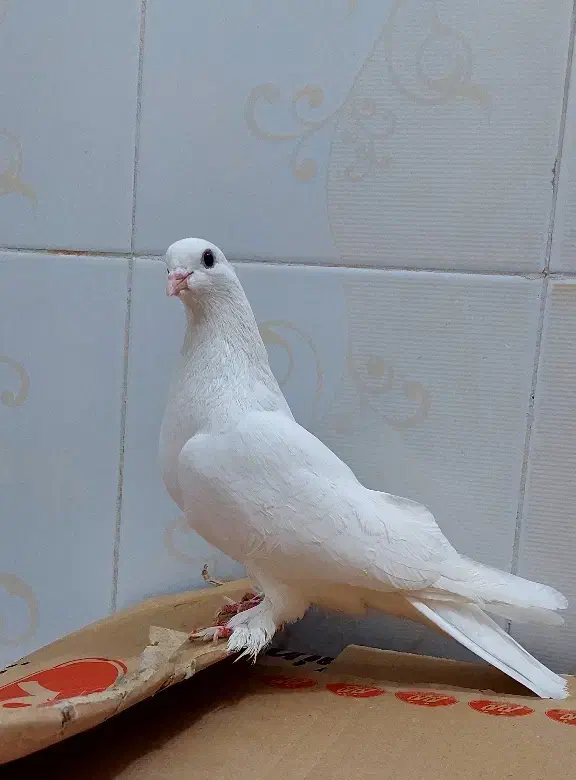 کفتر پرشی|پرنده|تهران, شهرک طالقانی|دیوار