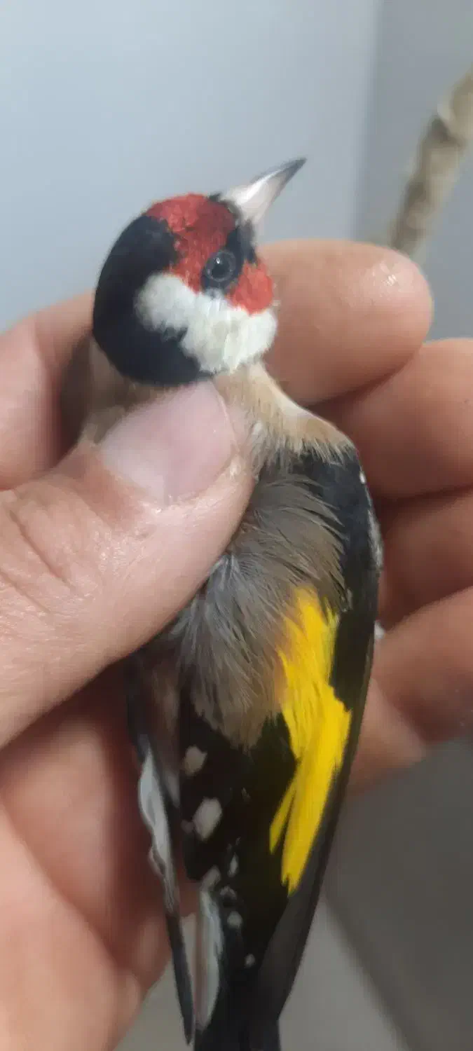 سهره|پرنده|شیراز, کفترک|دیوار