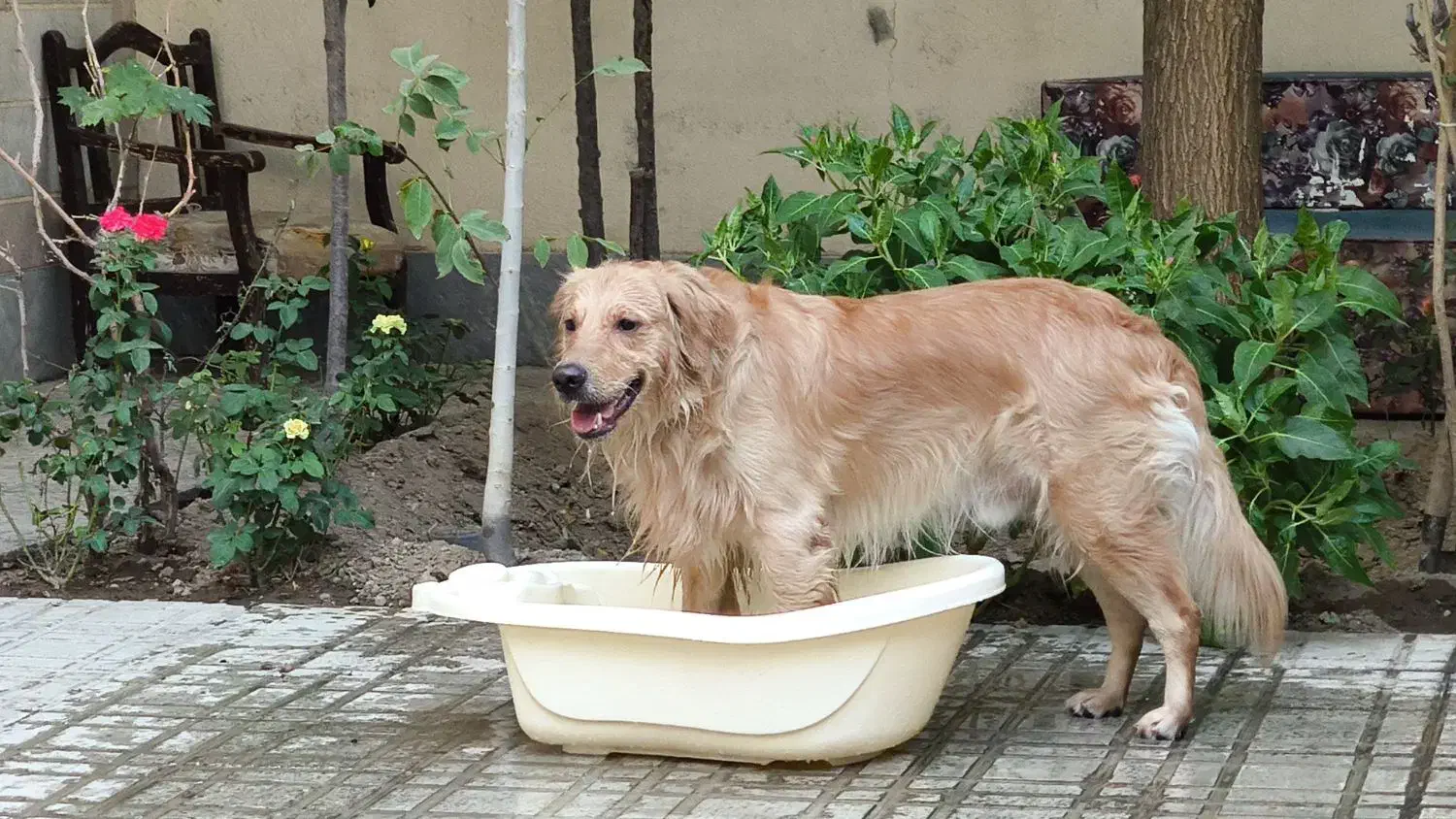 سگ گلدن|سگ|فردیس, منظریه|دیوار