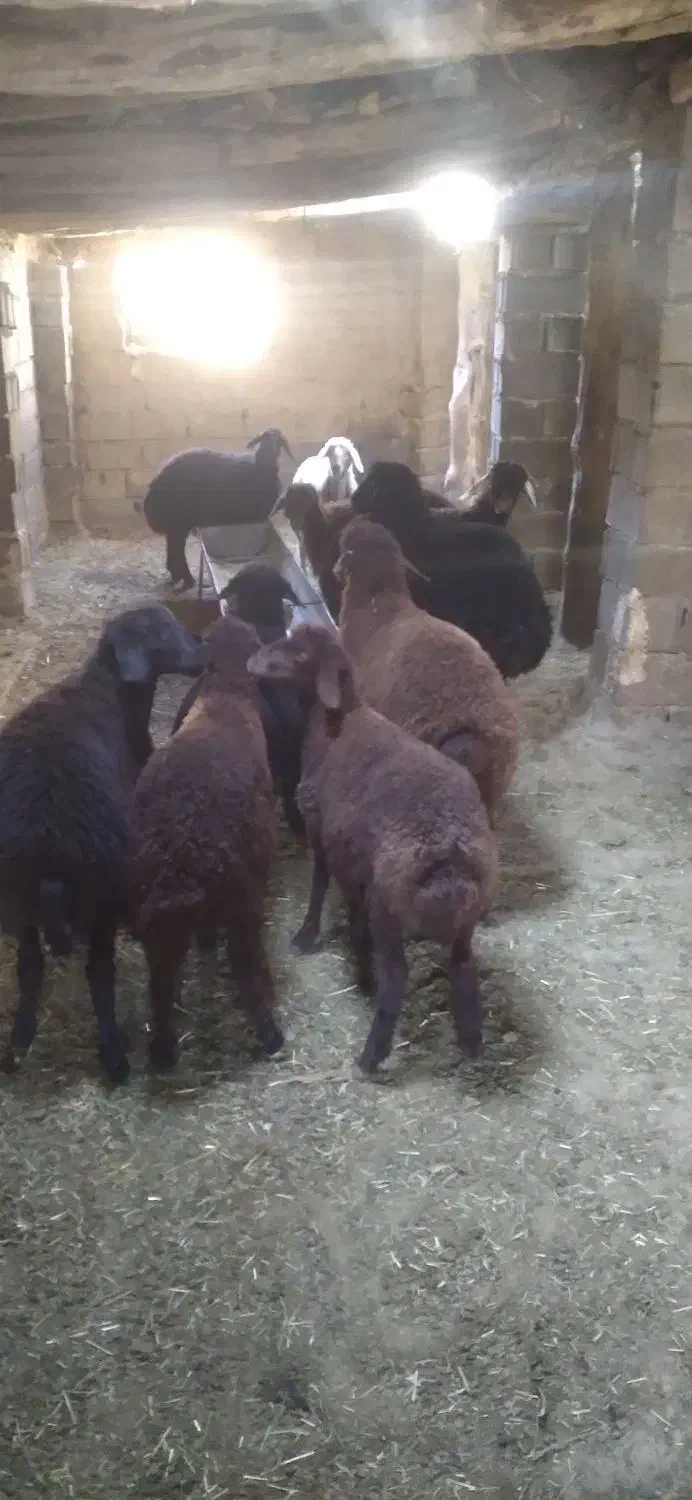 بره افشاری|حیوانات مزرعه|گرگان, |دیوار