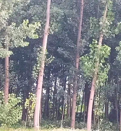 چوب درخت صنوبر نیگرا|حراج|آستانه اشرفیه, |دیوار