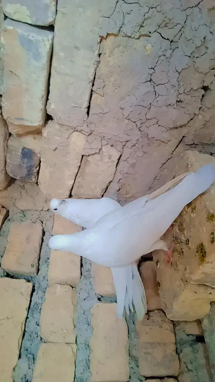 کبوتر سفید خوشرنگ تمیز|پرنده|اصفهان, ارداجی|دیوار