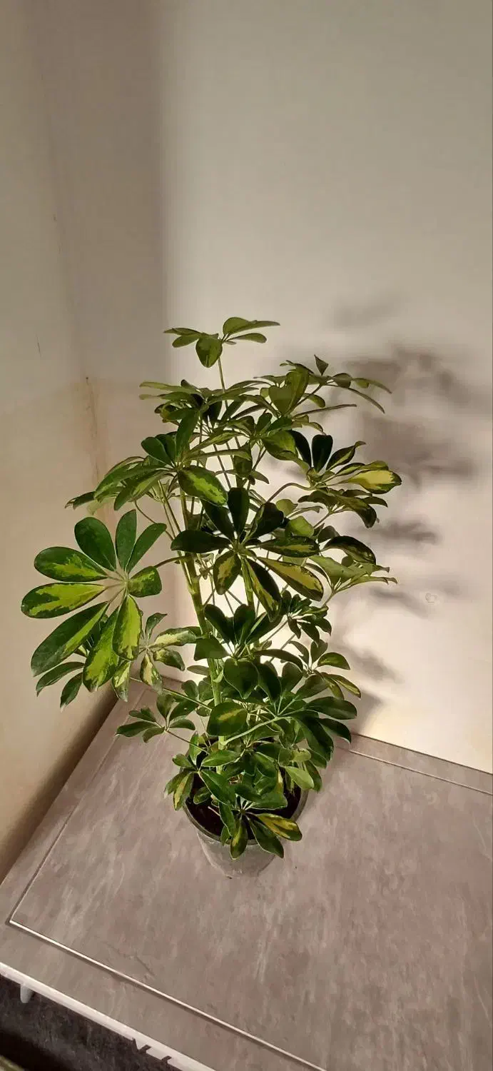 گلها فروشی|گل و گیاه طبیعی|خاش, |دیوار