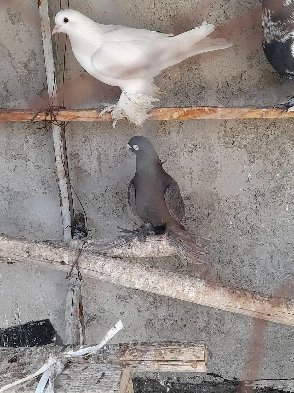 کبوتر|پرنده|باسمنج, |دیوار