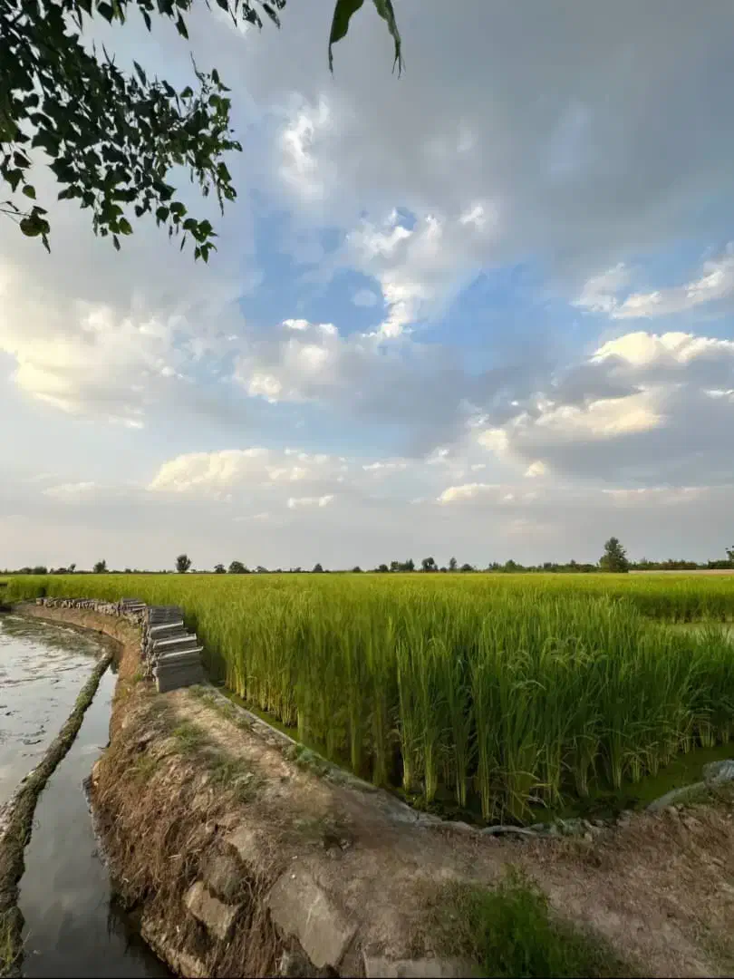 فروش فوری زمین کشاورزی برنج کاری|فروش زمین و ملک کلنگی|آمل, |دیوار