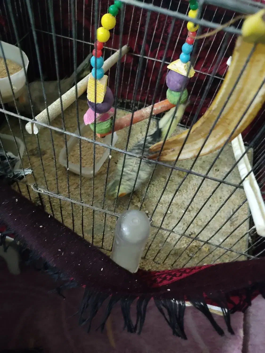 جفت عروس هلندی با یک عدد جوجه و پنج عدد تخم|پرنده|تربت‌حیدریه, حاجی یار‎|دیوار