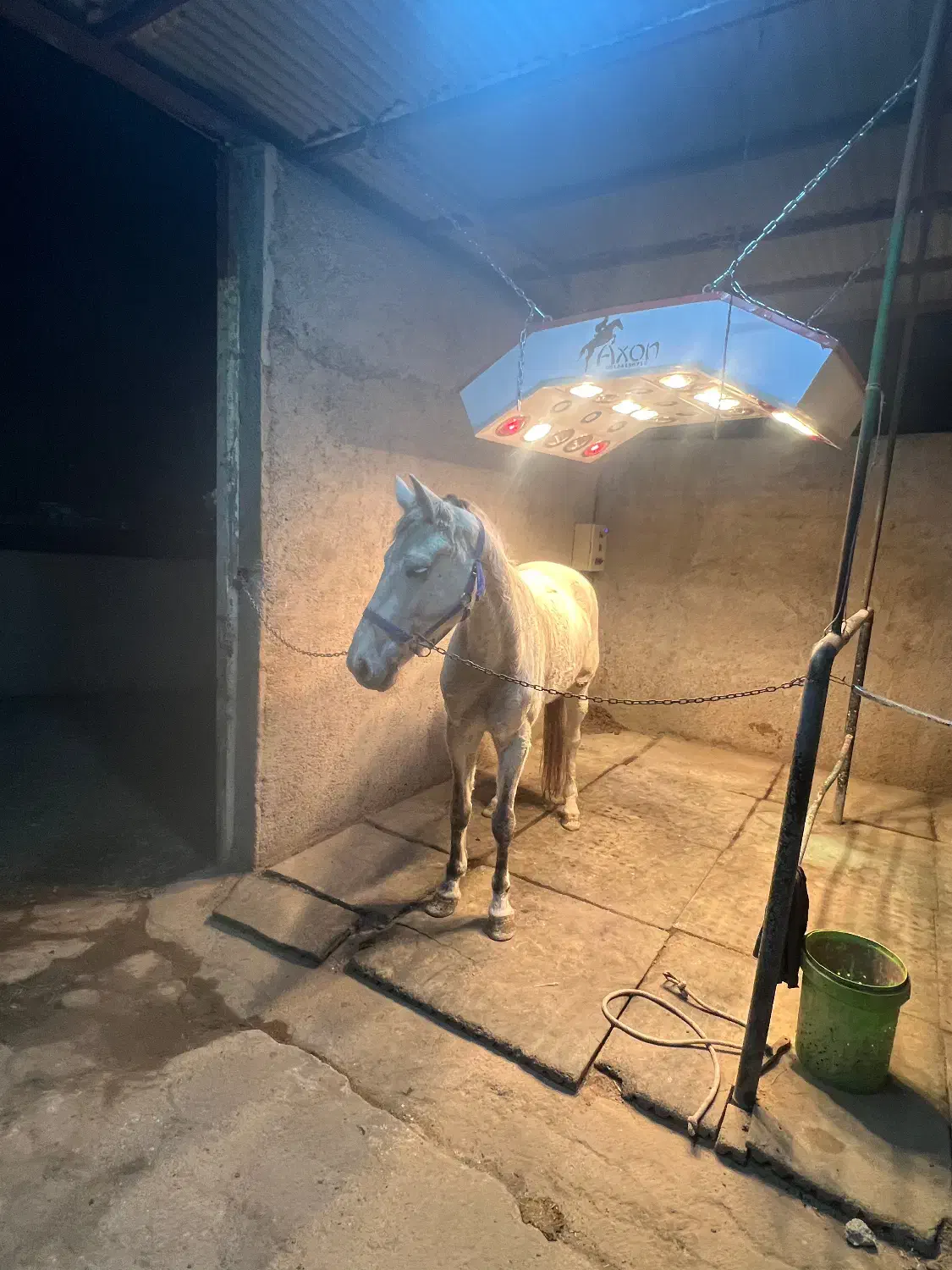 اسب مادیون یسرخارجی|اسب و تجهیزات اسبسواری|پاکدشت, پاکدشت (مامازند)|دیوار