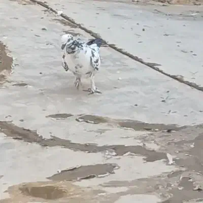 گمشده|اشیا|کاشان, امام خمینی|دیوار