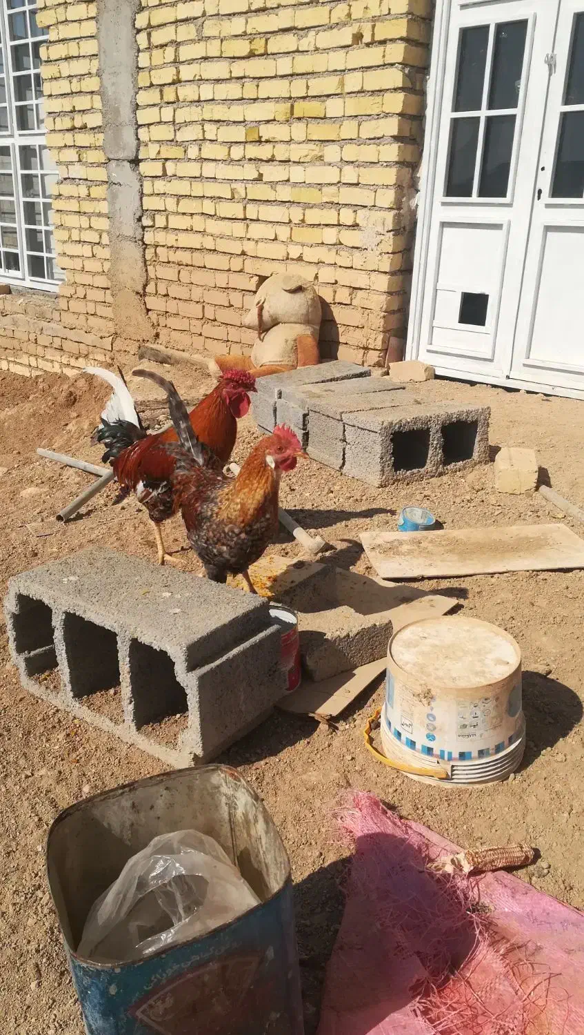 دو عدد خروس گلین|حیوانات مزرعه|شیراز, منطقه هوایی شهید دوران|دیوار