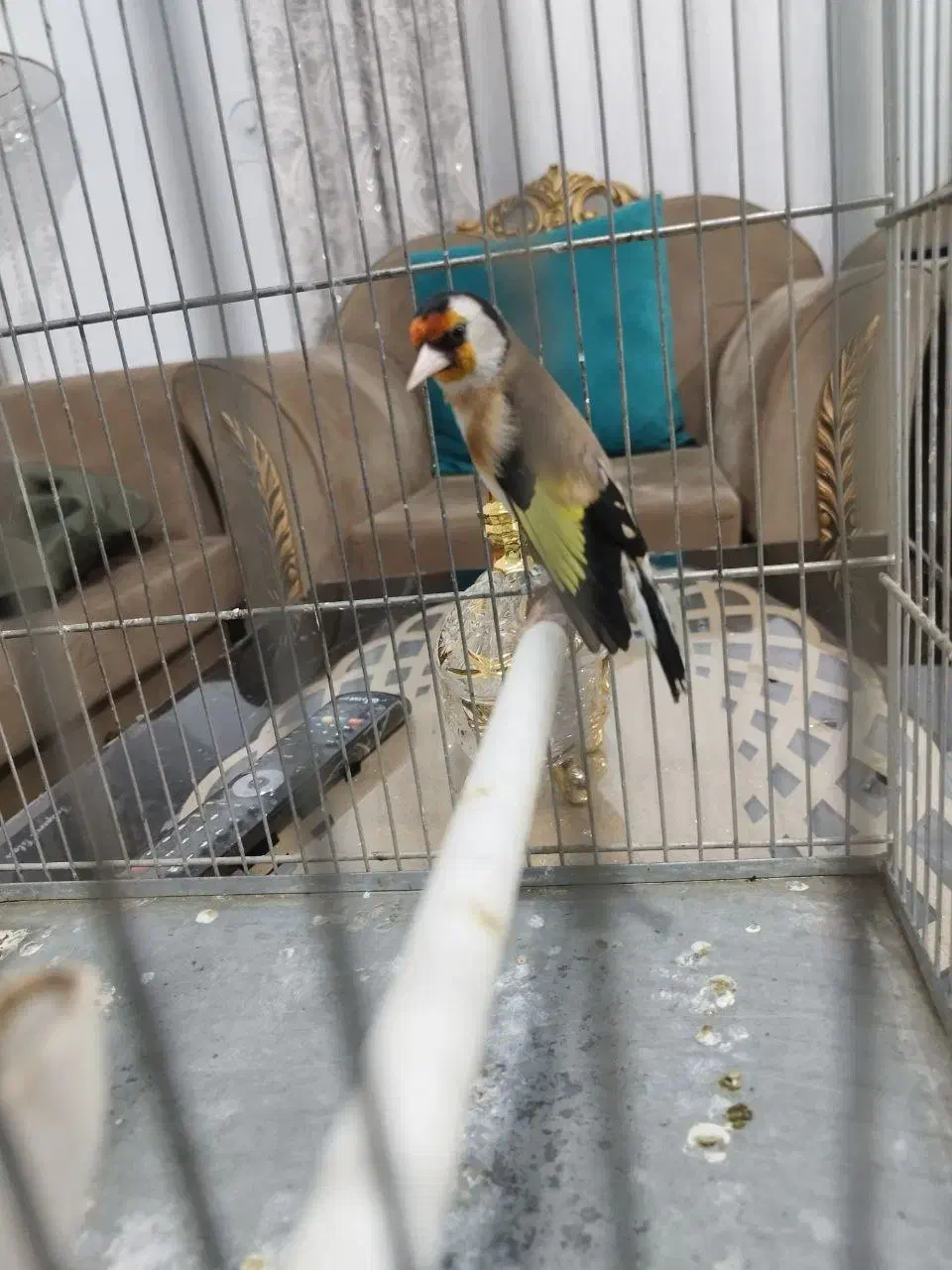 سهره|پرنده|مرودشت, دولت آباد|دیوار