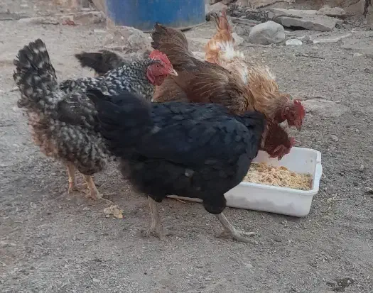 مرغ تخم گزار|حیوانات مزرعه|سده (خراسان جنوبی), |دیوار