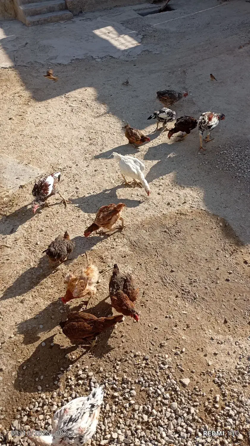 مرغ وخروس|حیوانات مزرعه|زرین دشت (همدان), |دیوار