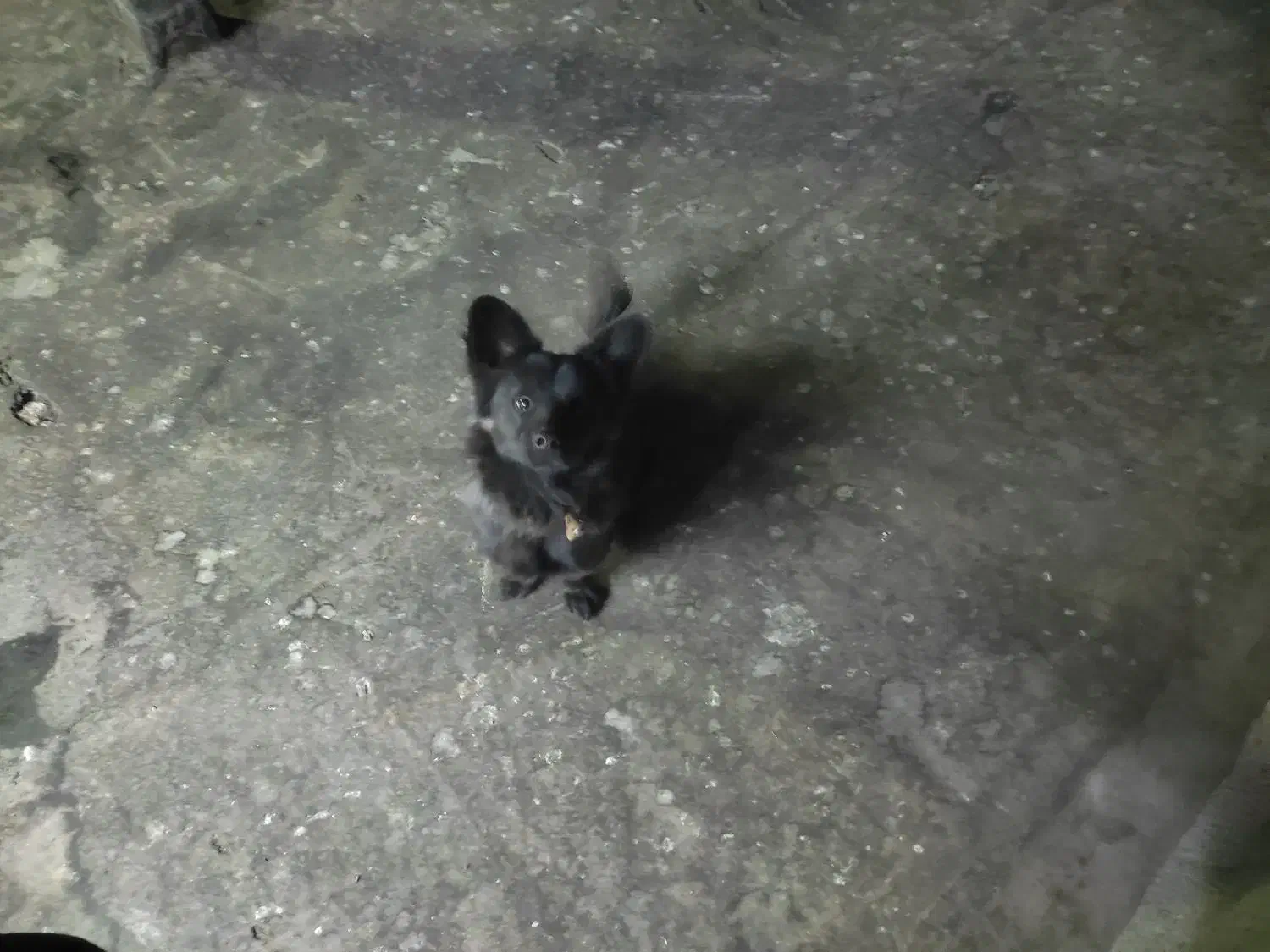 سگ پاکوتاه|سگ|مشهد, خواجه ربیع|دیوار