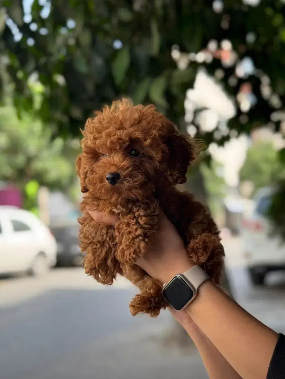 پرورش اختصاصی پودل(مجموعه راد)|سگ|مشهد, هفت تیر (حافظ)|دیوار