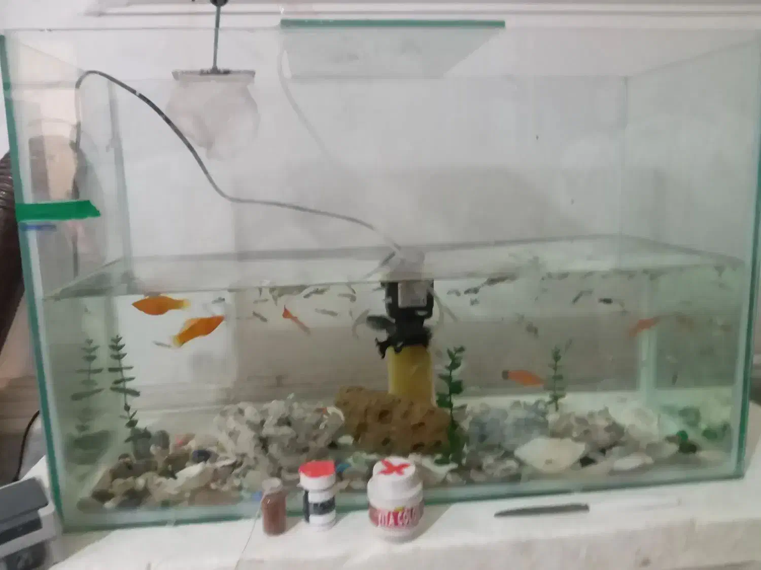 آکواریوم وتمام وسایل وماهی ها بع فروش میرسد|ماهی|سیستان, |دیوار