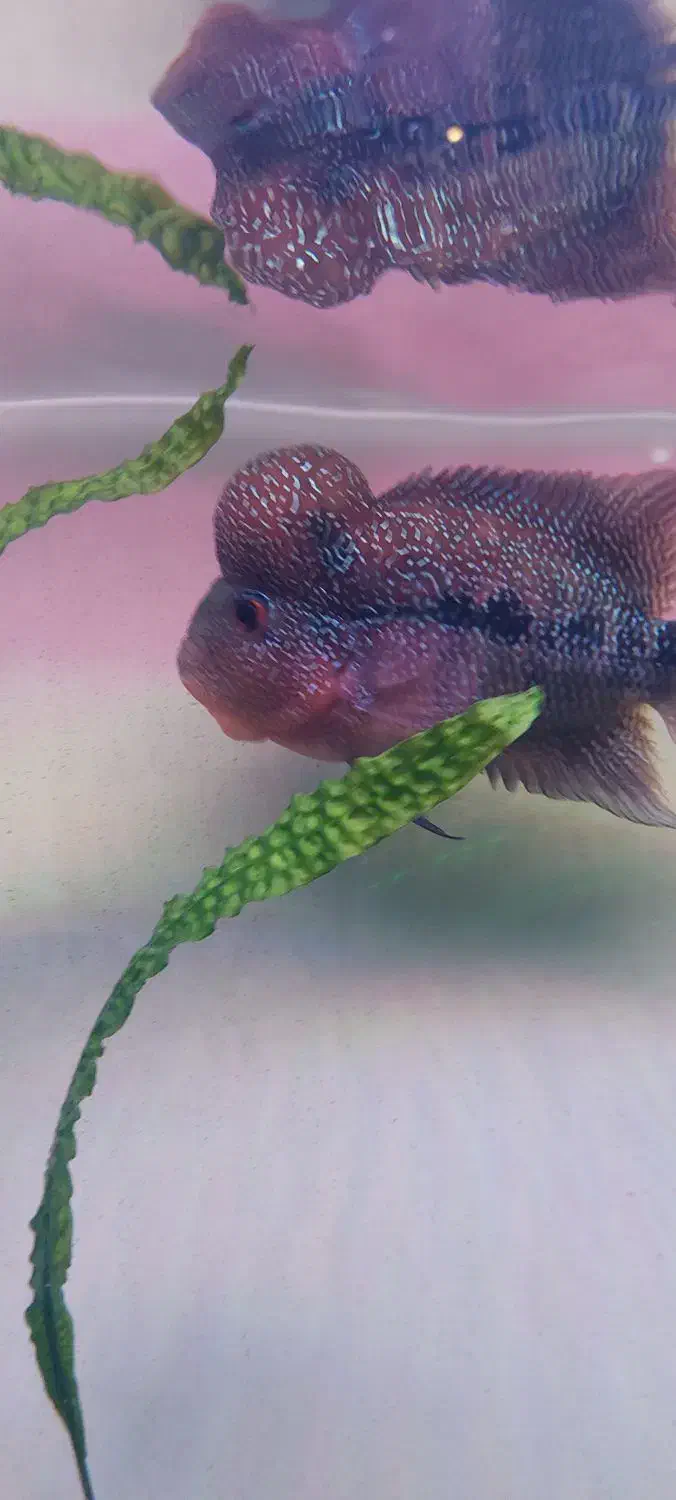 ماهی فلاور هورن|ماهی|قم, نیروگاه|دیوار