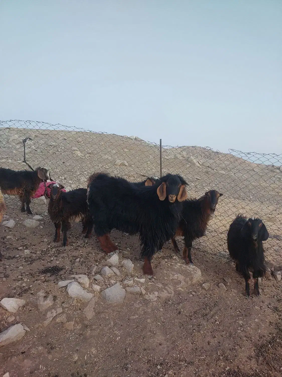 بز نر ، ساورین|حیوانات مزرعه|بولی, |دیوار