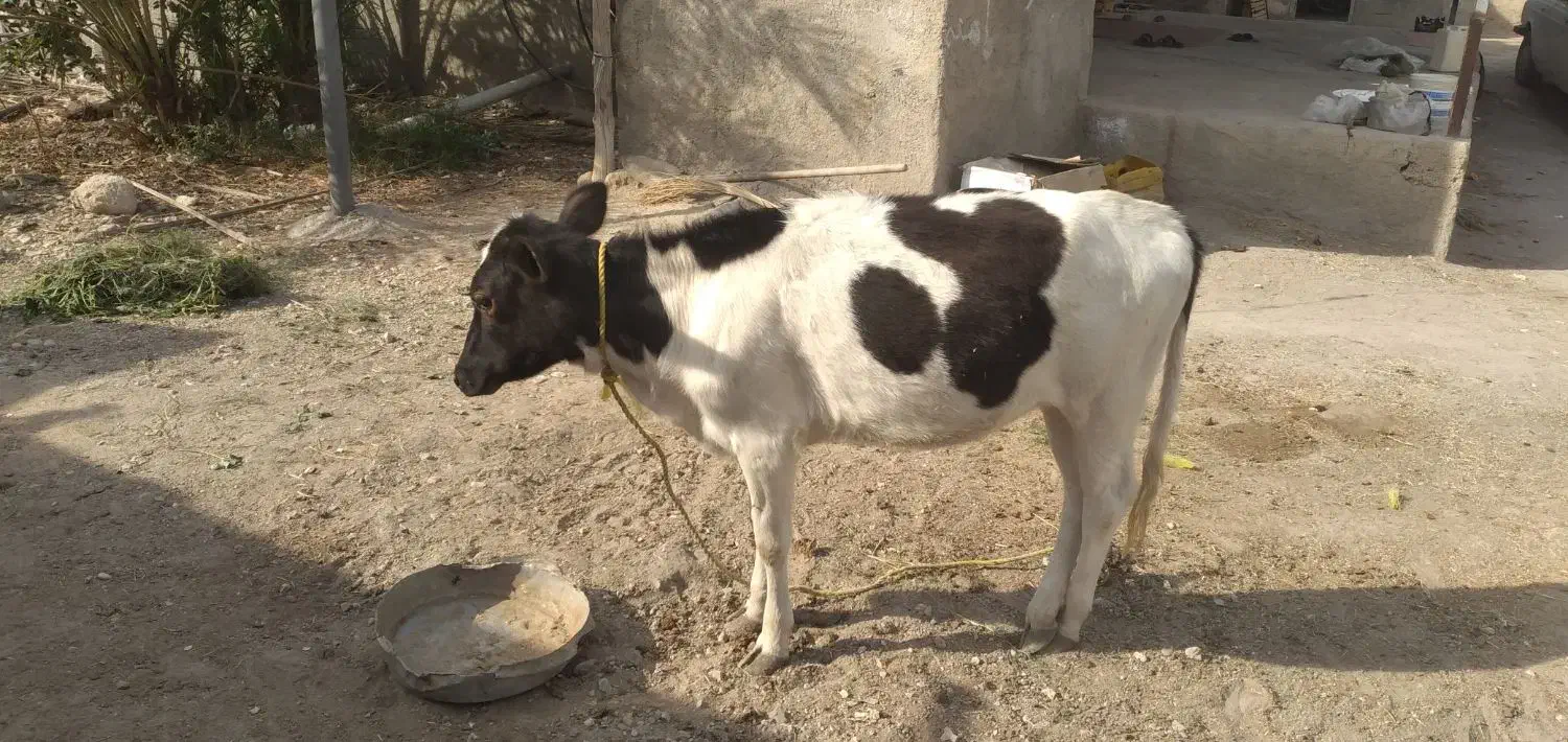 گوساله ماده|حیوانات مزرعه|خمیر, |دیوار