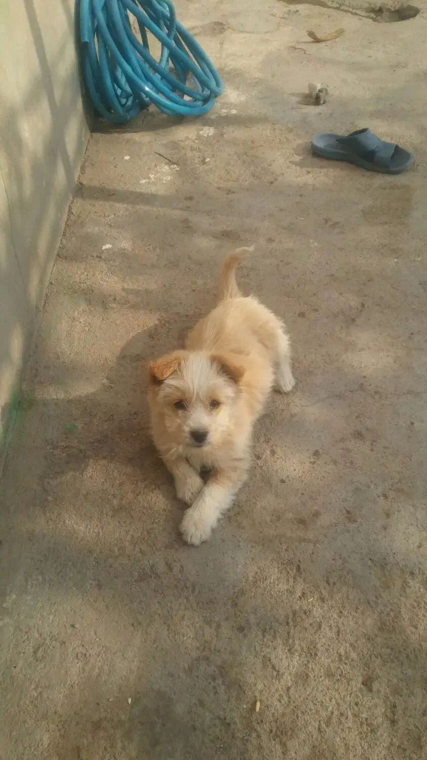 یک عدد سگ پاکوتاه|سگ|سربیشه, |دیوار