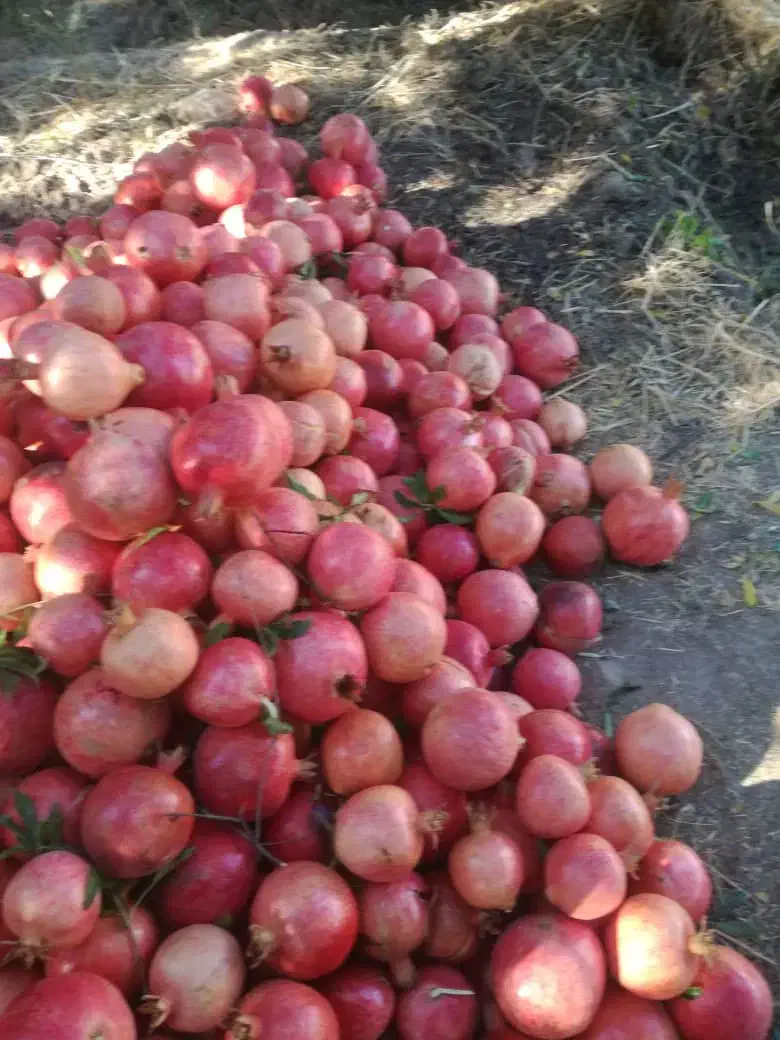 انار کوهدشت.کونانی..|خوردنی و آشامیدنی|کوهنانی, |دیوار