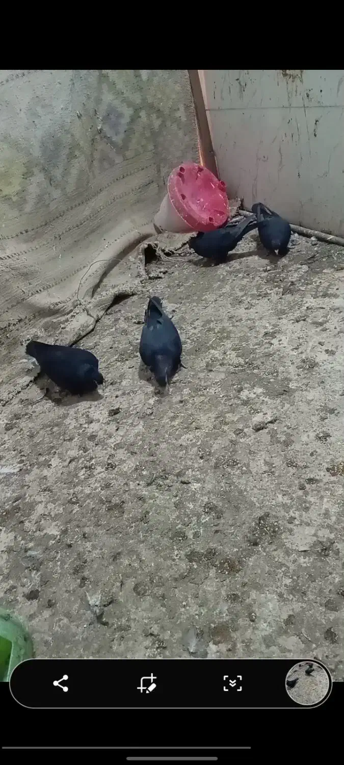 جفت زاغ کلایی|پرنده|یزدان شهر, |دیوار