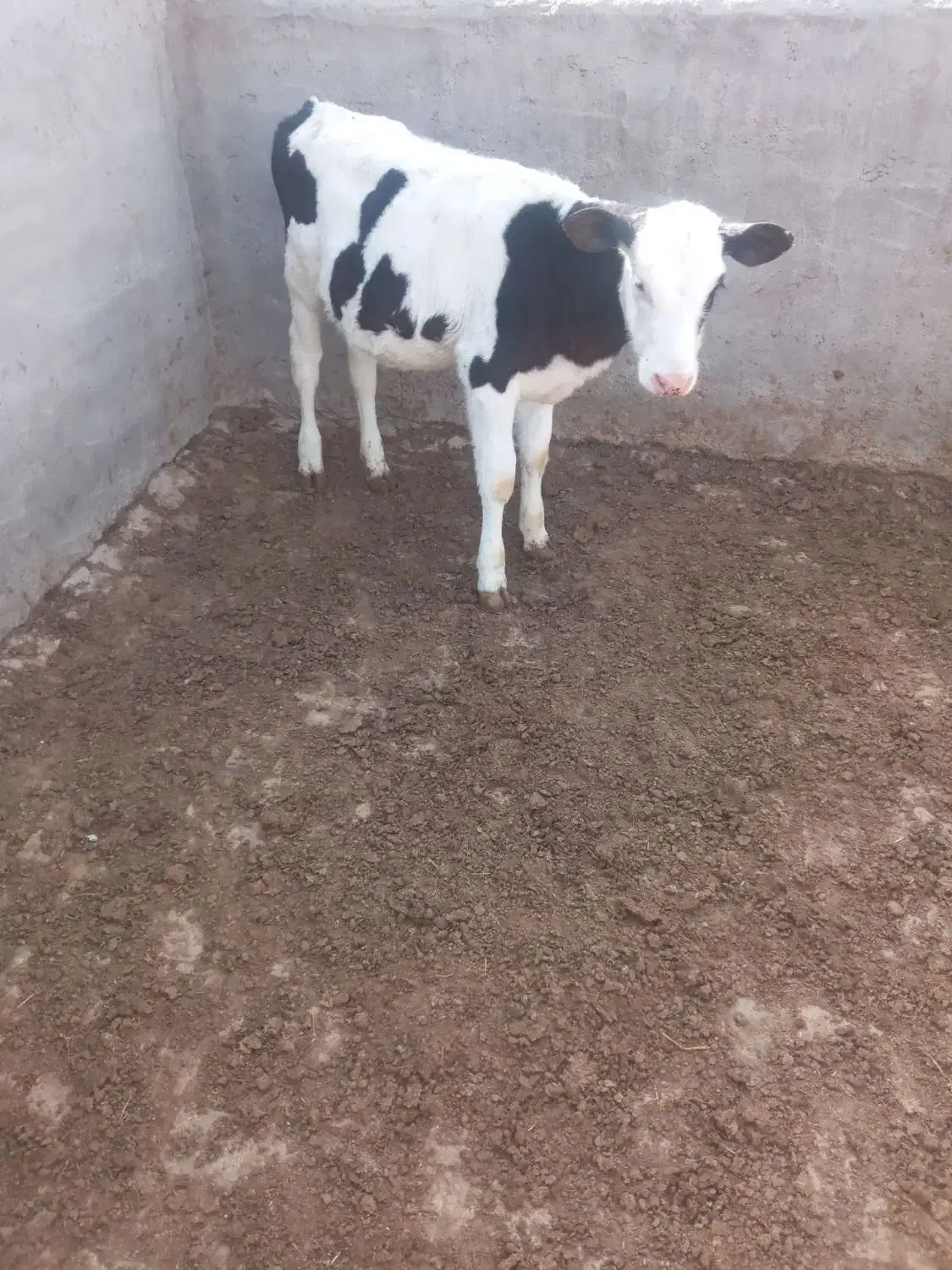 گوساله|حیوانات مزرعه|بوئین زهرا, |دیوار