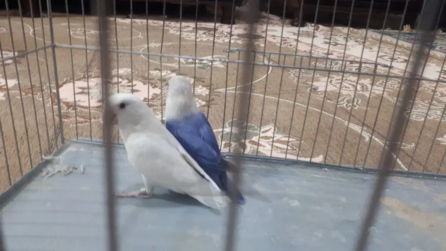 طوطی برزیلی رنگی که تو صحنه پیدا نمیکنی|پرنده|صحنه, |دیوار