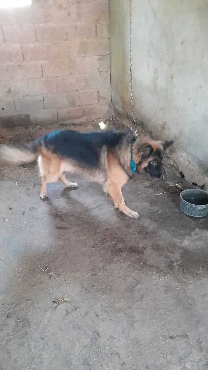 ژرمن  شپر نره  هست|سگ|رودبنه, |دیوار