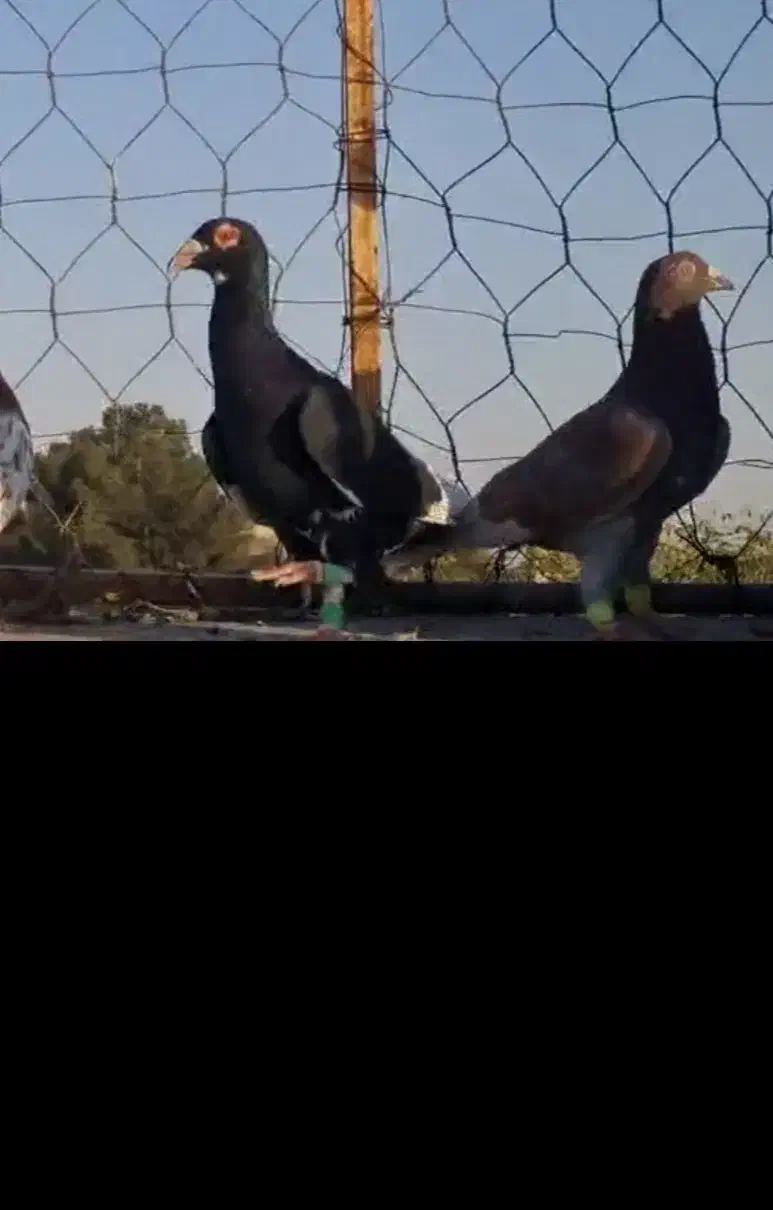 گمشده بی زحمت آگهی رو بخون|حیوانات|مشهد, رسالت|دیوار