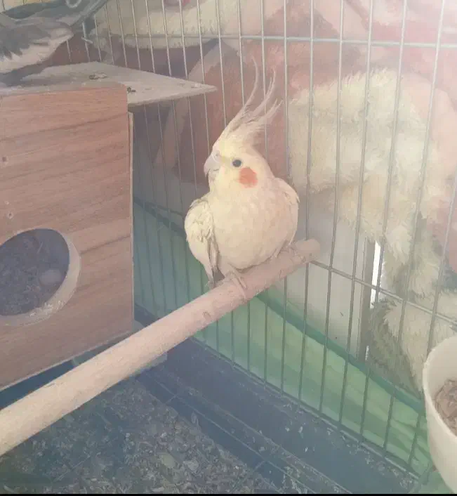 عروس هلندی جفت سخنگو با تخم|پرنده|زنجان, |دیوار