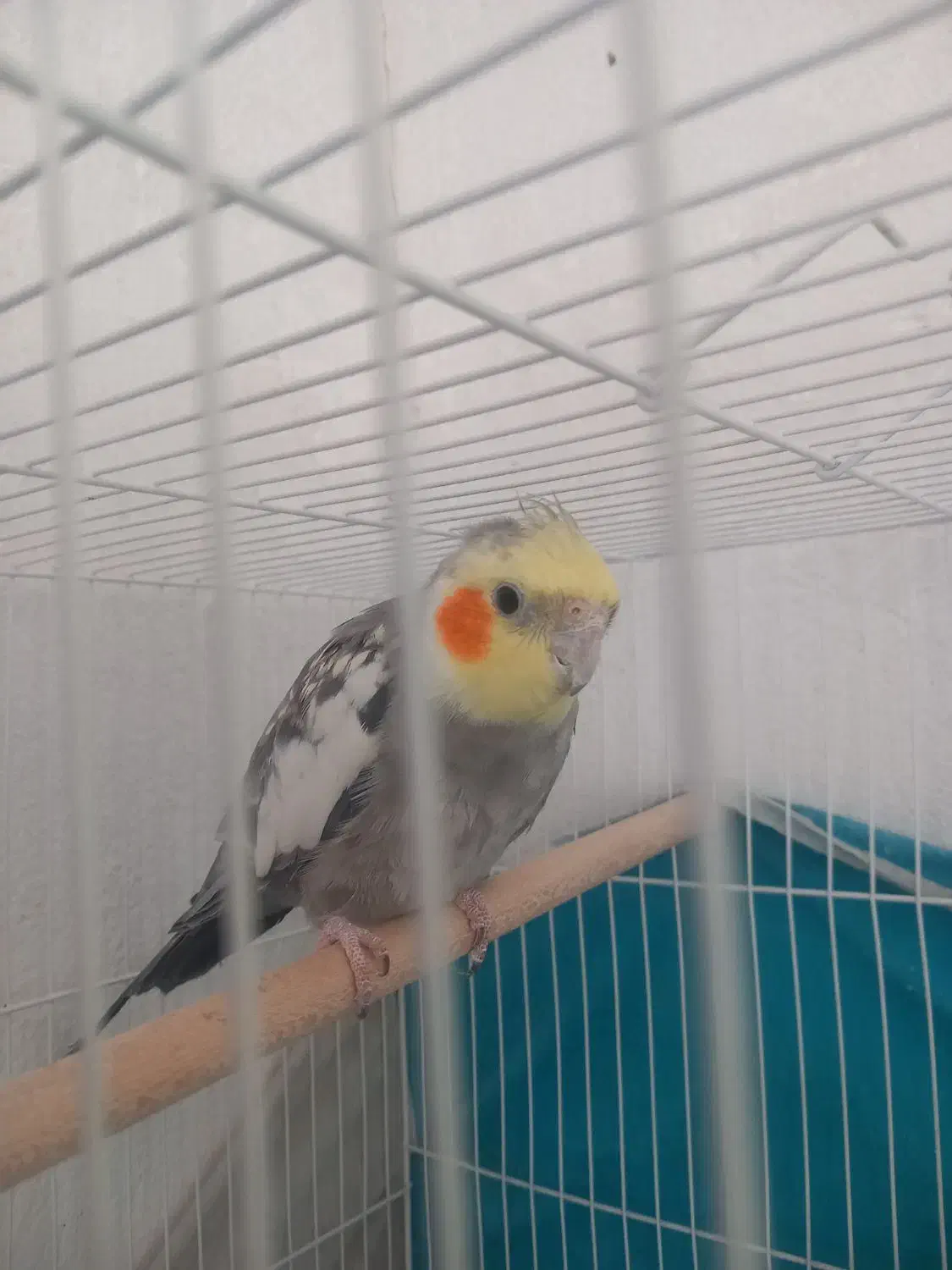 عروس هلندی ۳جفت ویه تکی|پرنده|گلبهار, نوبهار|دیوار