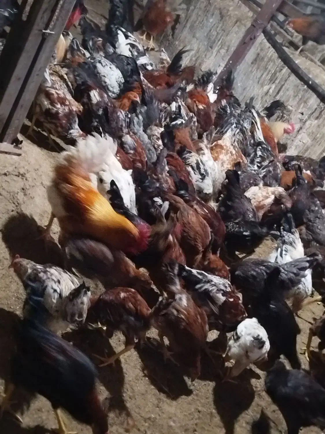 تخم مرغ نطفه دار محلی|حیوانات مزرعه|تبریز, |دیوار