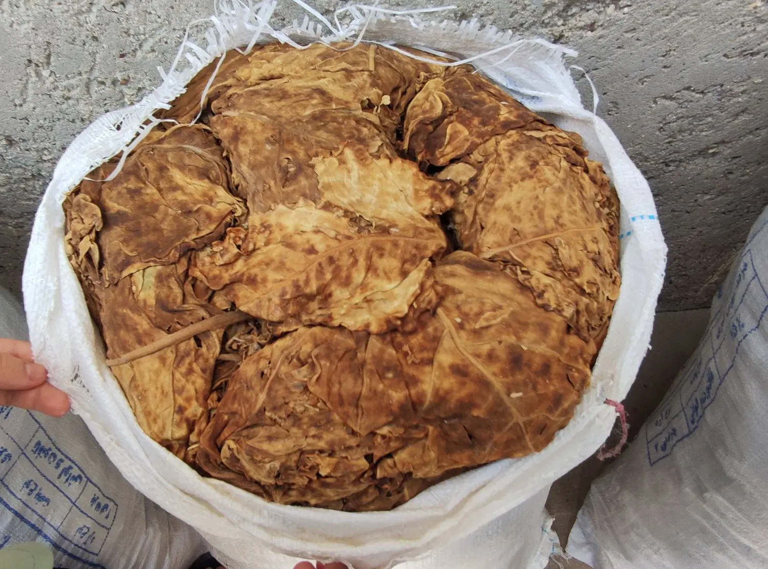 برگ|گل و گیاه طبیعی|کاکی, |دیوار