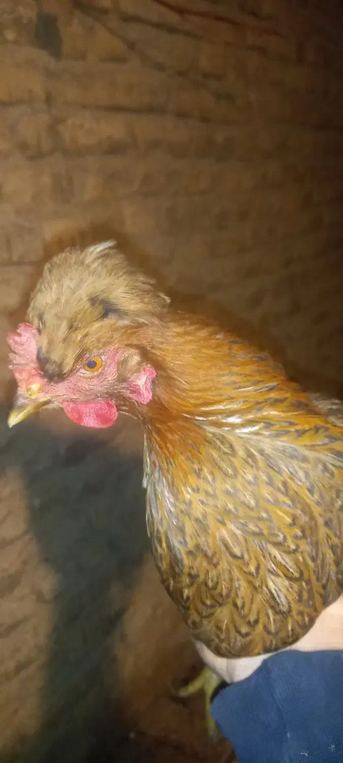 مرغ|حیوانات مزرعه|شازند, |دیوار