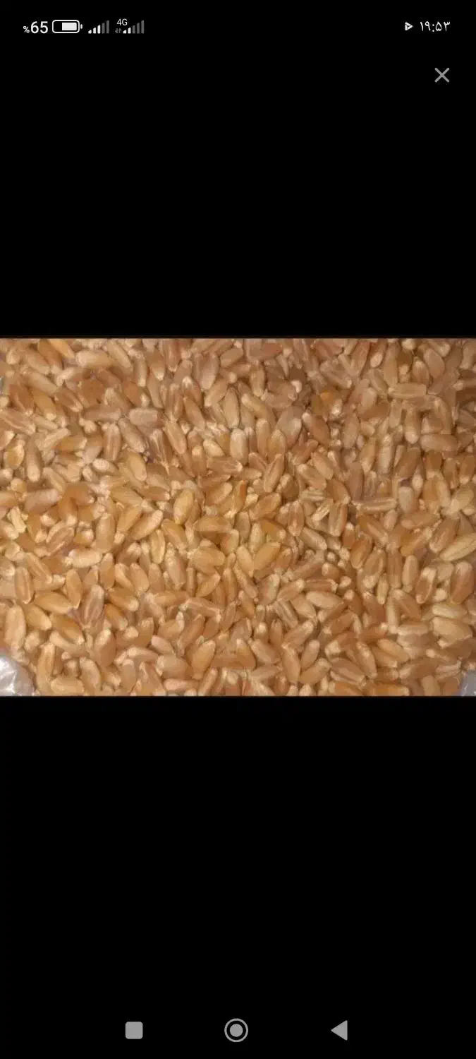 خرید گندم جو سیاه دانه گاودانه تخم کتان نخود سیاه|خدمات باغبانی و درختکاری|اردبیل, |دیوار