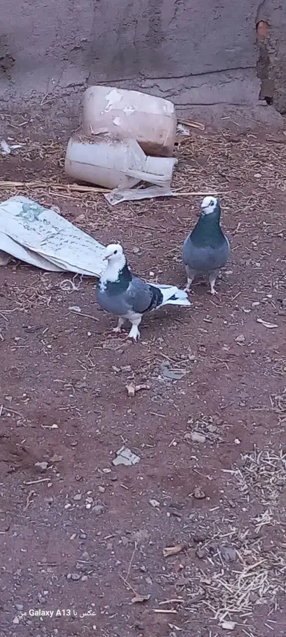 کفتر|حیوانات|قم, سراجه (۱۵ خرداد)|دیوار