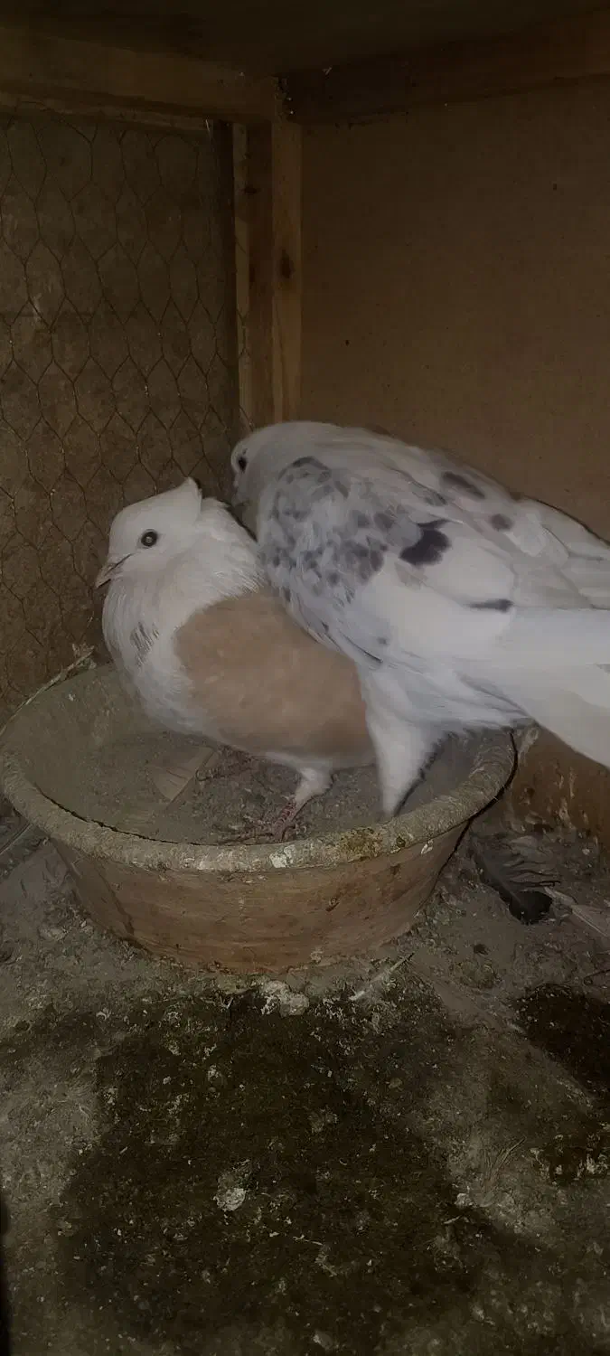 کبوتر|پرنده|آفتاب, |دیوار