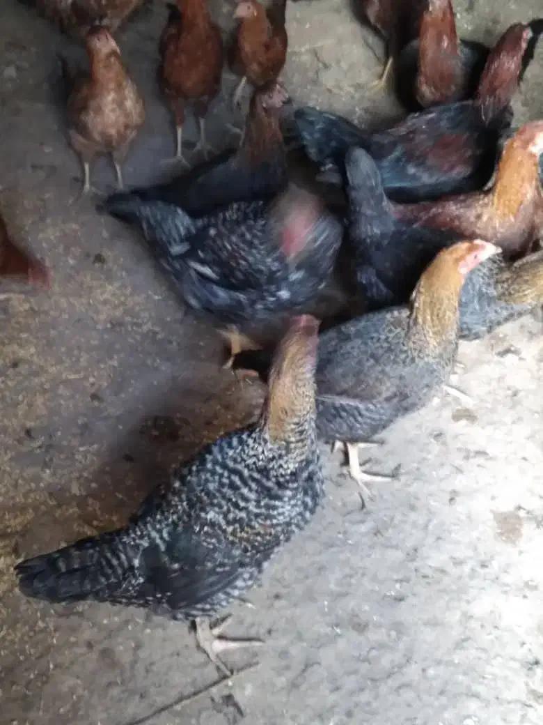 ۱۰ تا نیمچه محلی|حیوانات مزرعه|ماکو, |دیوار